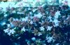 Abelia grandiflora*