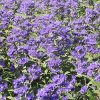 Caryopteris Grand Blue