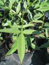 Zanthoxylum alatum