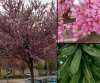 Cercis siliquastrum