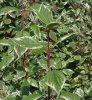 Cornus a. Sibirica Variegata