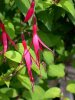Fuchsia magellanica