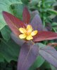 Hypericum androsaeum Albury Purple*