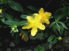 Hypericum calycinum