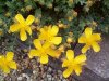 Hypericum olympicum