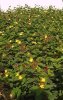 Hypericum x in. Rheingold
