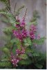 Indigofera gerardiana*