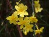Jasminum nudiflorum*