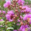 Lagerstromia indica
