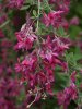 Lespedeza thunbergii*