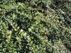 Lonicera nitida Elegant