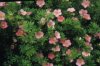 Potentilla frut. Pink Beauty