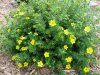 Potentilla frut. Goldfinger