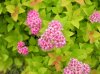 Spiraea jap. Golden Princess (Walbuma) *