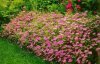 Spiraea jap. Little Princess