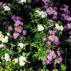 Spiraea jap. Shirobana
