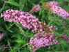 Buddleja d. Nanho Purple/White Boquete