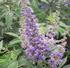 Vitex agnus-castus
