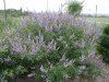 Vitex negundo*