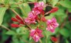 Weigela fl. Bristol Ruby