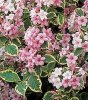 Weigela fl. Variegata