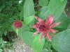 Calycanthus occidentalis