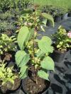 Cercidiphyllum japonicum