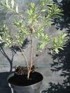 Daphne burkwoodi Variegata