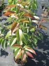 Diospyros virginiana