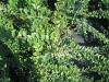 Ligustrum delavayanum