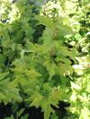 Physocarpus opulifolius Darts Gold