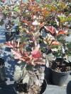 Physocarpus opuliflius Purpurea