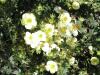 Potentilla fruticosa Tilford Cream