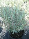 Salix purpurea Gracilis