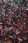 Cornus a. Kesselringii