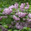 Deutzia x Perle Rose