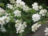 Exochorda racemosa