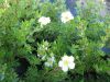 Potentilla frut. Abbbotswood
