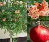 Punica granatum