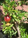 Punica granatum Nanum