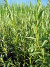 Salix rosmarinifolia*