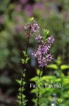 Syringa protolaciniata Kabul
