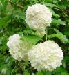 Viburnum opolus Roseum*