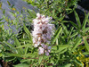 Vitex agnus-castus 'Rosea'